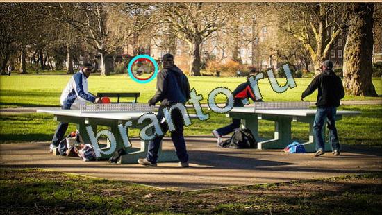 решения на игру Где же кот Уровень 3715