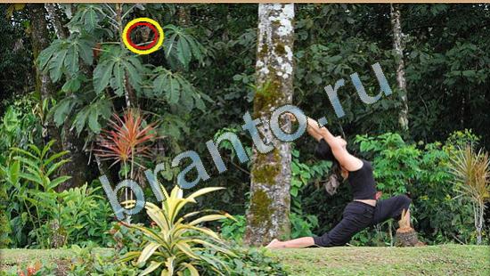 решения для игры Где же кот Уровень 3788