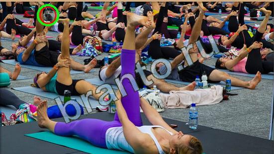 Где же кот помощь в картинках Уровень 3791