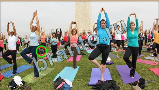 ответы на игру Где же кот Уровень 3794