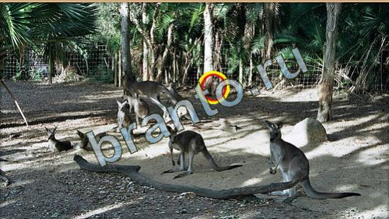 ответы на игру Где же кот Уровень 4001