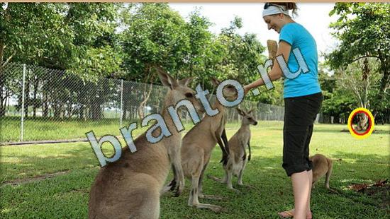 Подсказки на игру Где же кот Уровень 4002