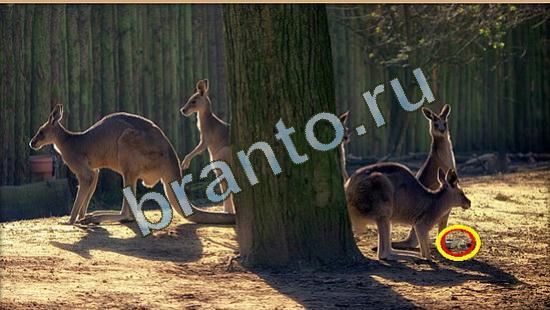 Решения на игру Где же кот Уровень 4003