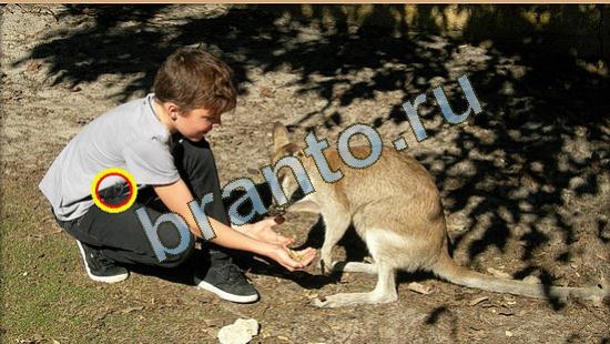 Помощь на игру Где же кот Уровень 4004