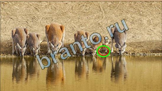 ответы к игре Где же кот Уровень 4005