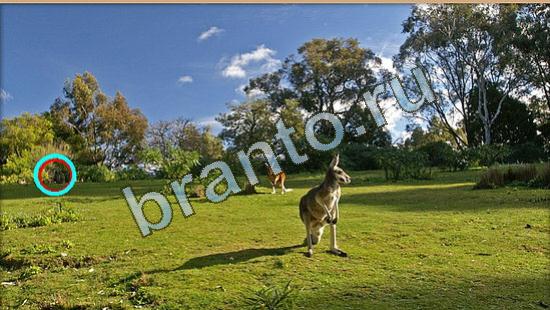 ответы на игру в одноклассниках Где же кот Уровень 4006