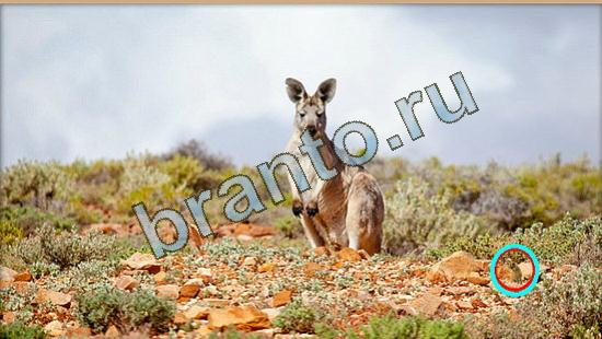 Где же кот? ответы Уровень 4008