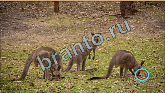 Где же кот? подсказки Уровень 4009