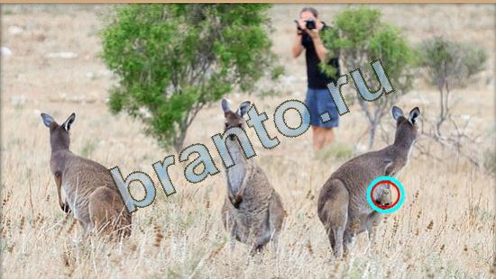 Где же кот? помощь Уровень 4010