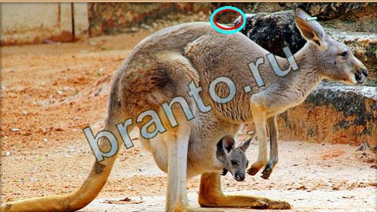 решебник на игру Где же кот Уровень 4011