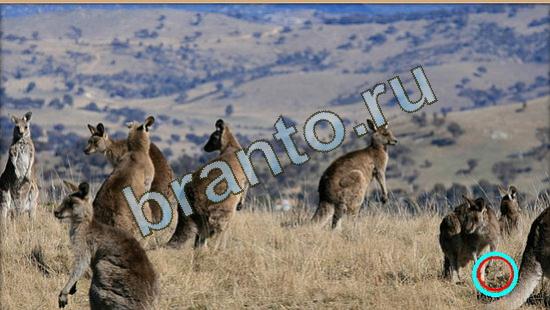 Где же кот? решения Уровень 4012