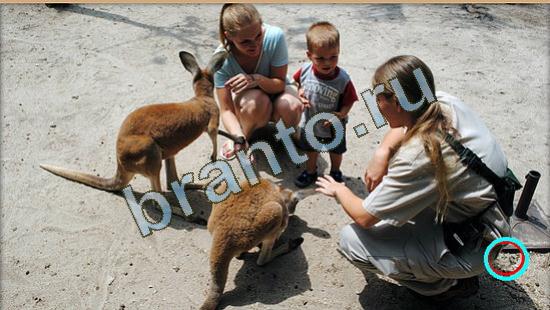 Где же кот игра ответы Уровень 4013