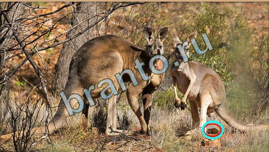 Где же кот игра подсказки Уровень 4014