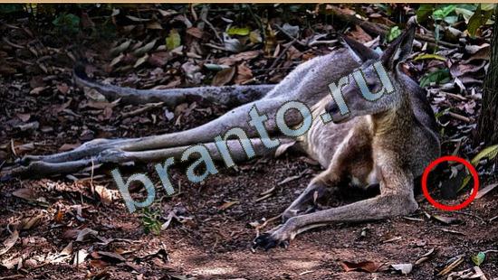 Где же кот игра помощь Уровень 4015