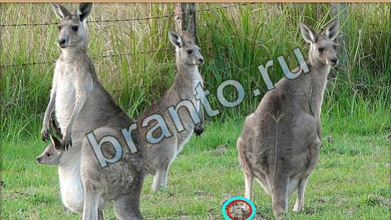 Где же кот ответы в картинках Уровень 4016