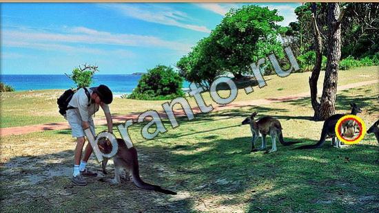 Игра Где же кот ответы Уровень 4017