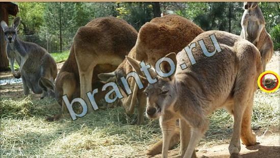 Игра Где же кот подсказки Уровень 4018