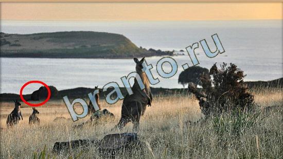 игра Где же кот помощь Уровень 4019