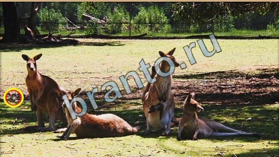 Игра Где же кот прохождение Уровень 4020