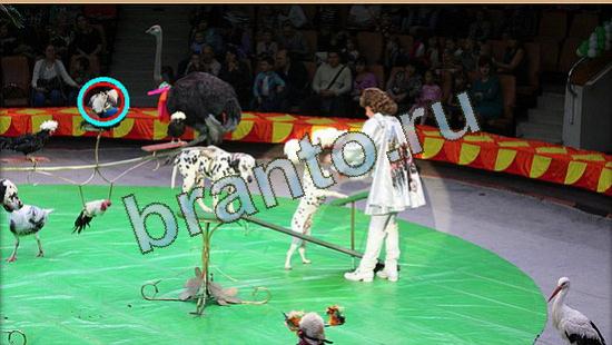 ответы на игру в одноклассниках Где же кот Уровень 4246