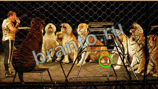 Где же кот игра помощь Уровень 4255