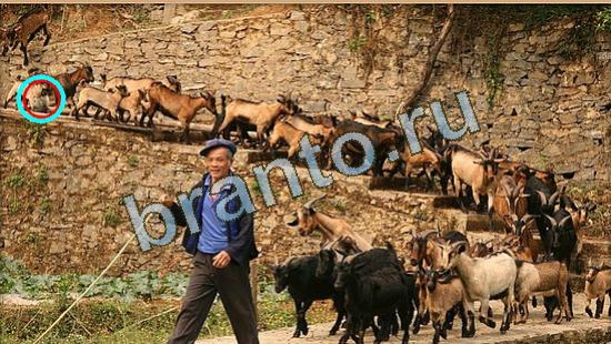 прохождение на игру Где же кот Уровень 4261