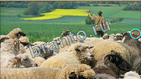 Где же кот прохождение игры Уровень 4262