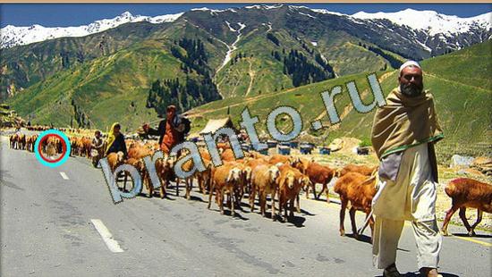 Прохождение игры Где же кот Уровень 4264