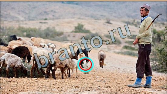 ответы Где же кот Уровень 4265