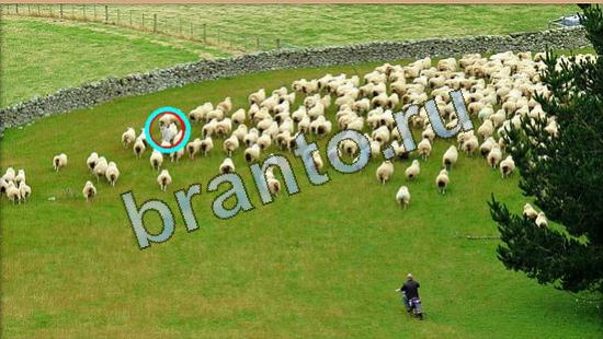 ответы Где же кот? в одноклассниках Уровень 4266