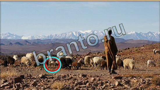 решения для игры Где же кот Уровень 4268