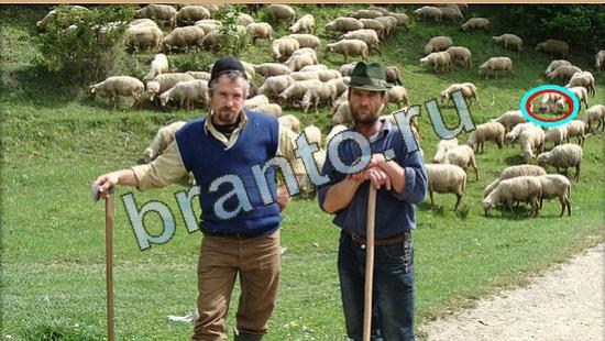 Где же кот игра ответы Уровень 4269