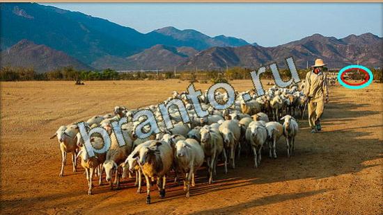 игра в одноклассниках Где же кот ответы Уровень 4270