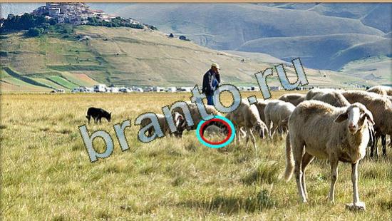 Где же кот помощь в картинках Уровень 4271