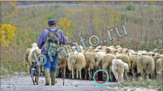 ответы на игру Где же кот в скриншотах Уровень 4272