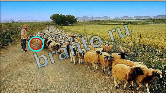 Где же кот ответы на новые задания Уровень 4273