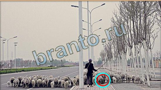 ответы на игру Где же кот Уровень 4274