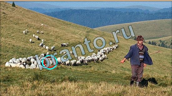 решения на игру Где же кот Уровень 4275