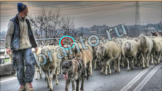 ответы на игру Где же кот Уровень 4276