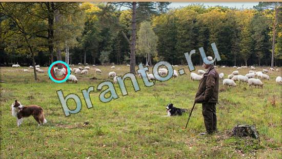 помощь на игру Где же кот Уровень 4278