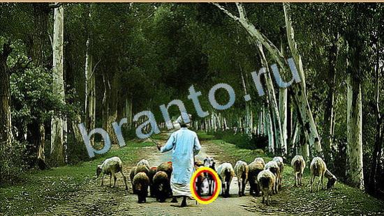 Где же кот ответы в одноклассниках Уровень 4279