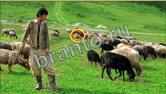 Где же кот игра ответы Уровень 4280