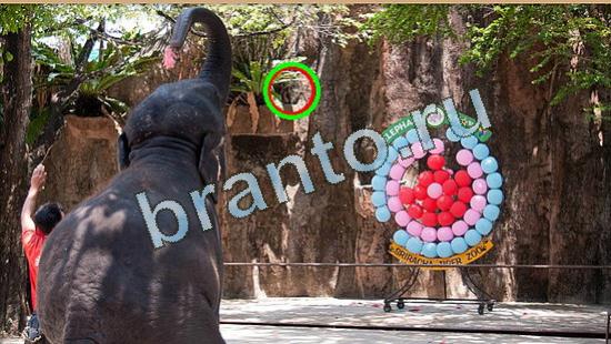 Где же кот? ответы Уровень 4408