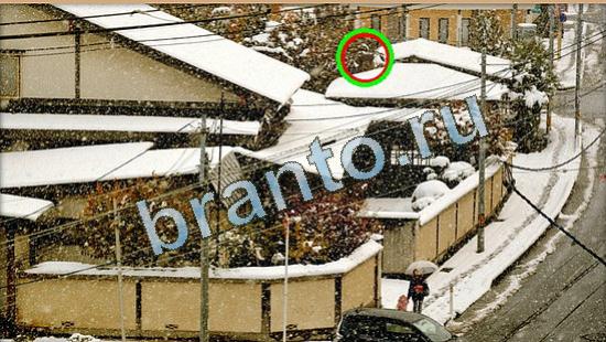 Помощь на игру Где же кот Уровень 4484