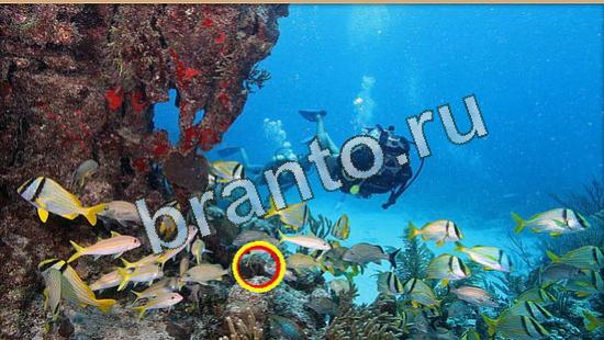 ответы Где же кот? в одноклассниках Уровень 4506