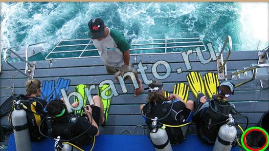 Где же кот игра ответы Уровень 4509