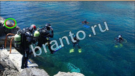 Где же кот помощь в картинках Уровень 4511