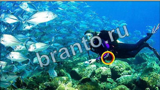 ответы на игру Где же кот Уровень 4514