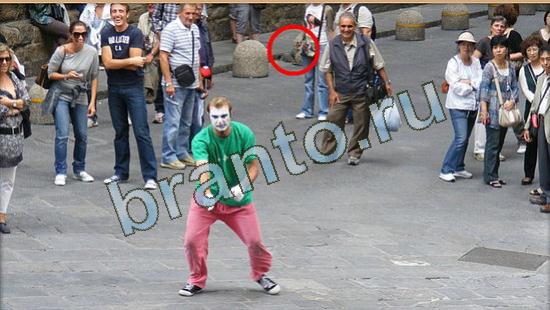 Помощь на игру Где же кот Уровень 4604