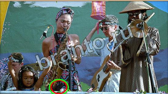 Где же кот? решения Уровень 4652